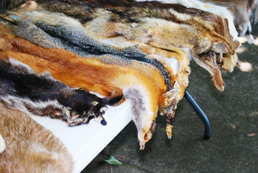 フォックス類（狐）の毛皮についての情報 毛皮買取情報サイト