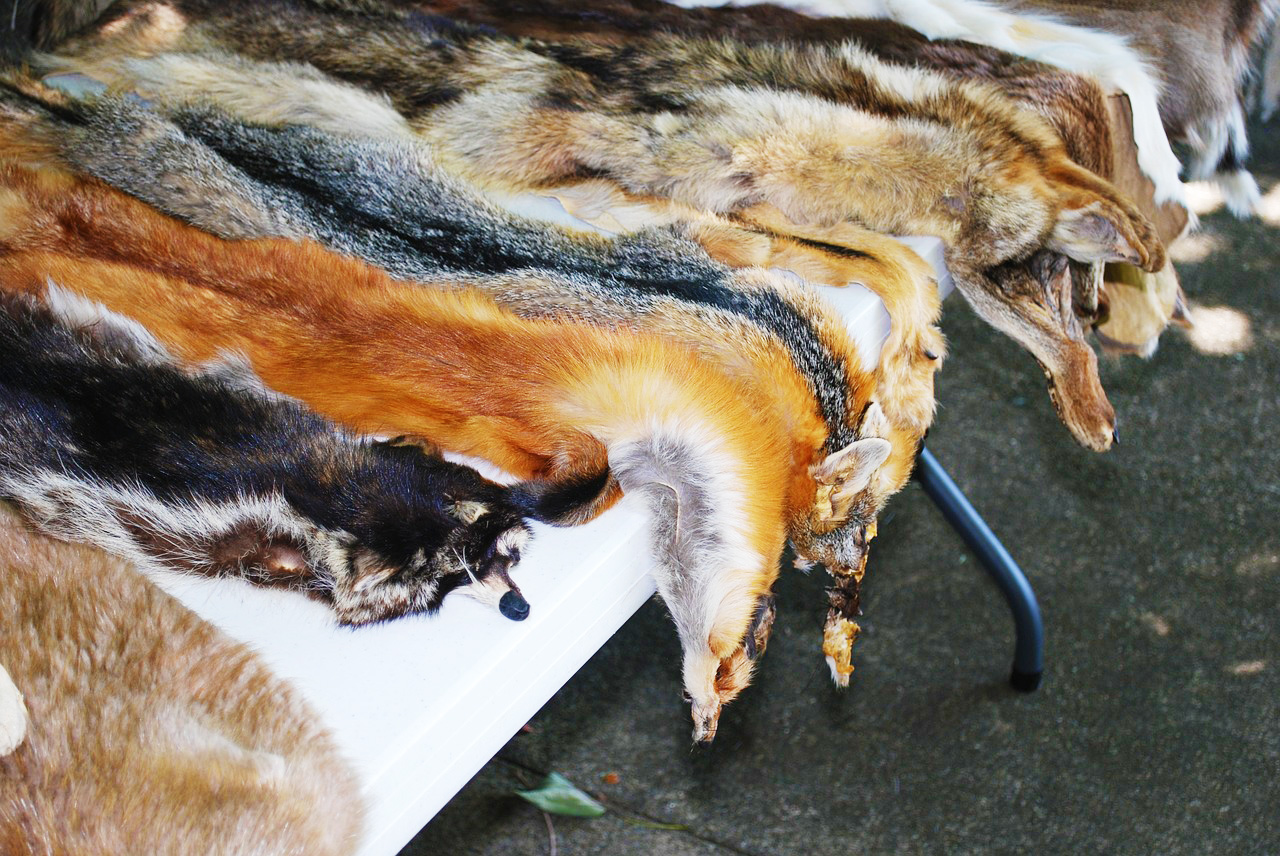 フォックス類（狐）の毛皮についての情報 | 毛皮買取情報サイト